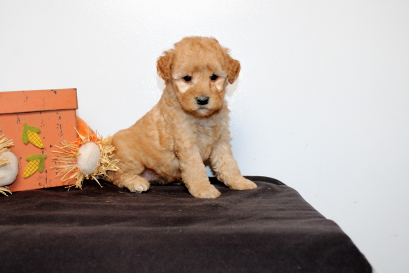 puppy, for, sale, Mini Goldendoodle F2B, Matthew B. Stoltzfus, dog, breeder, Gap, PA, dog-breeder, puppy-for-sale, forsale, nearby, find, puppyfind, locator, puppylocator, aca